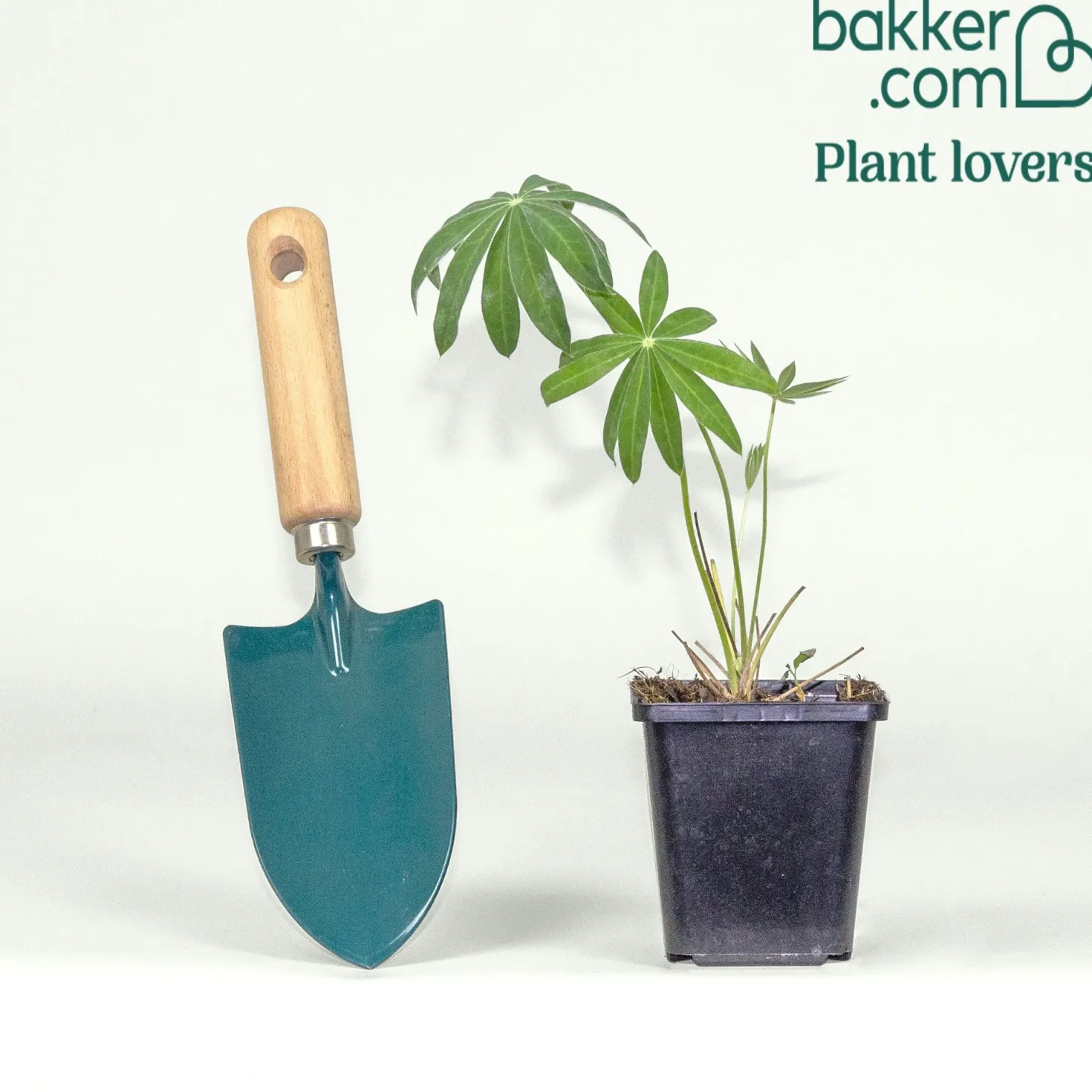 Lupine Noble Maiden - Weiße Blütenkerzen im Beet