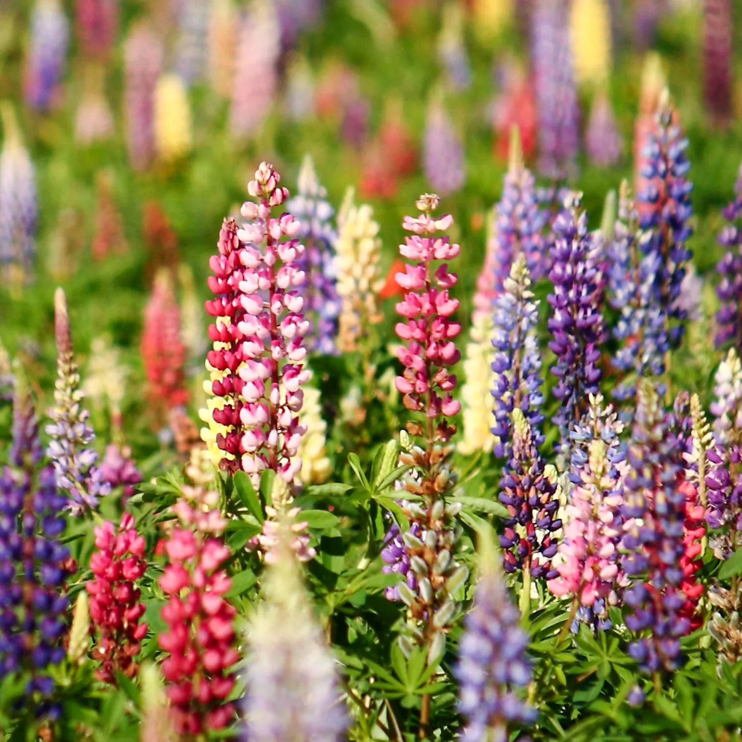 Lupinen Russel Hybriden Mischung - Farbenfrohe Blütenkerzen