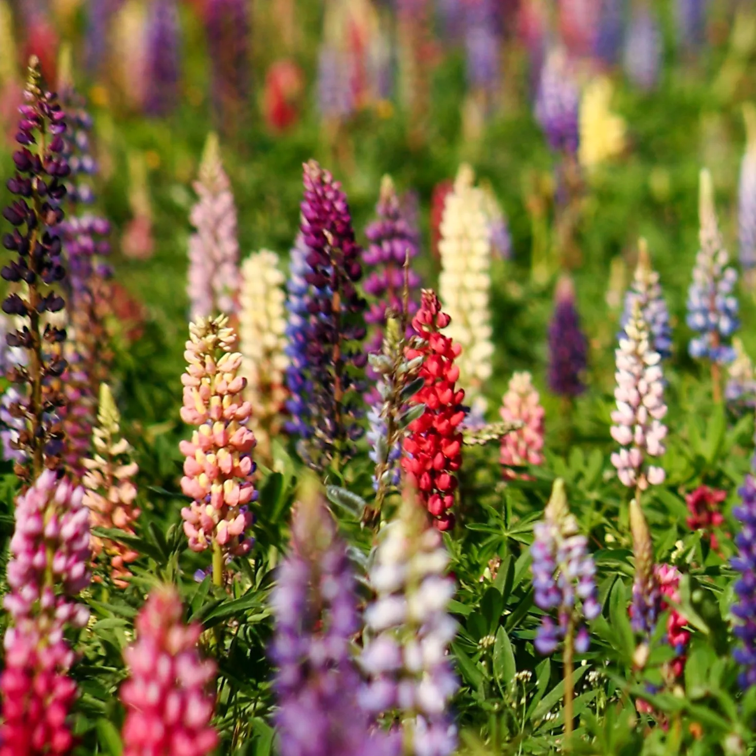 Lupinen Russel Hybriden Mischung - Farbenfrohe Blütenkerzen