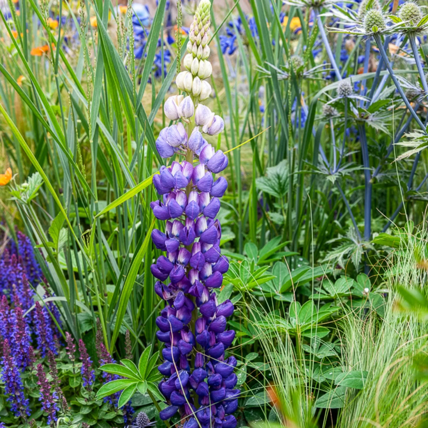 Lupine Persian Slipper - Violette Blütenkerzen im Beet