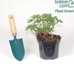 Lupine Persian Slipper - Violette Blütenkerzen im Beet