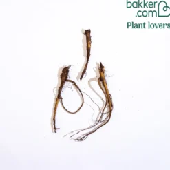 Lupine ‘Russell Blue’ (x3) - Blaue Blütenkerzen im Nu