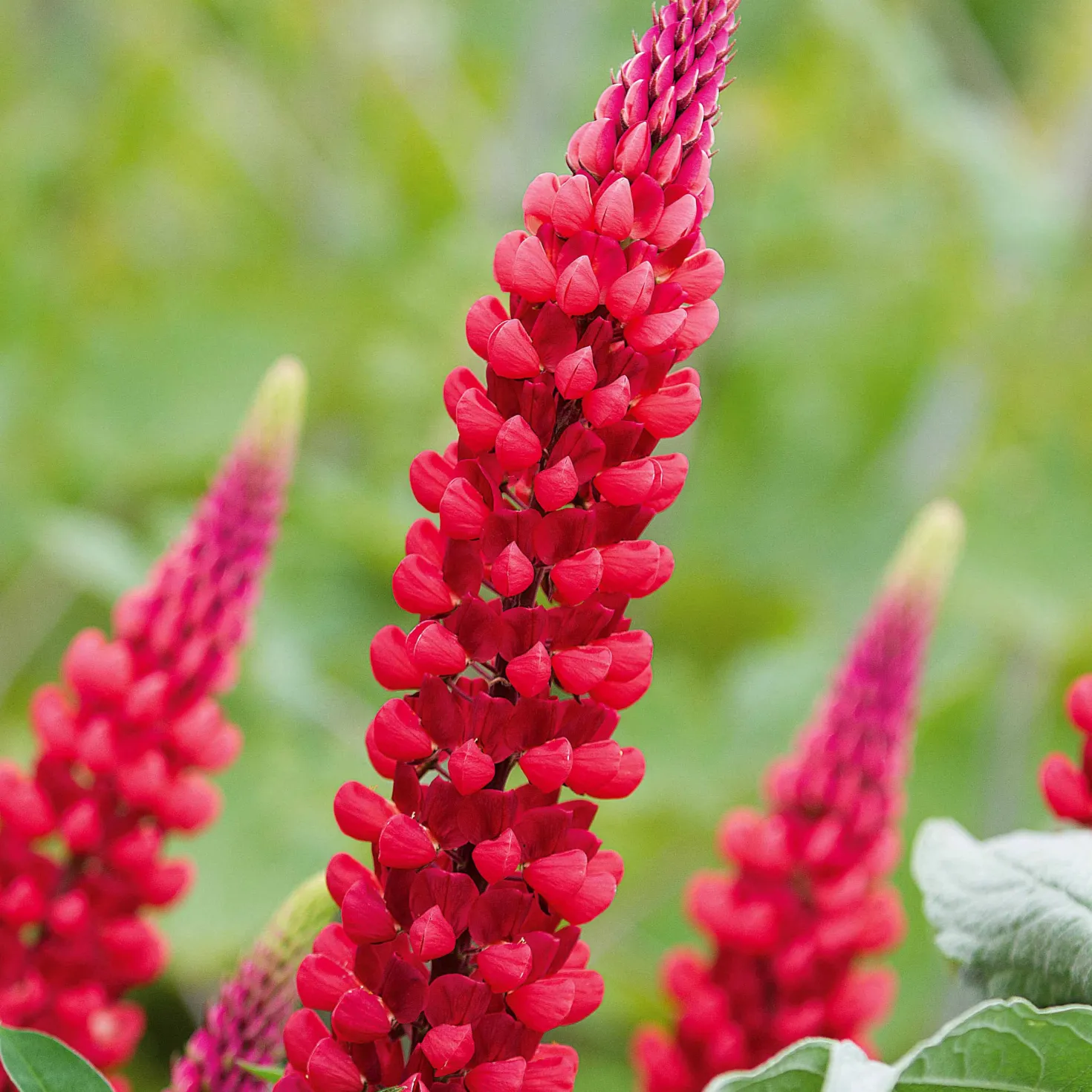 Lupine ‘Russell Red’ (x3) - Feuerrote Blütenkerzen