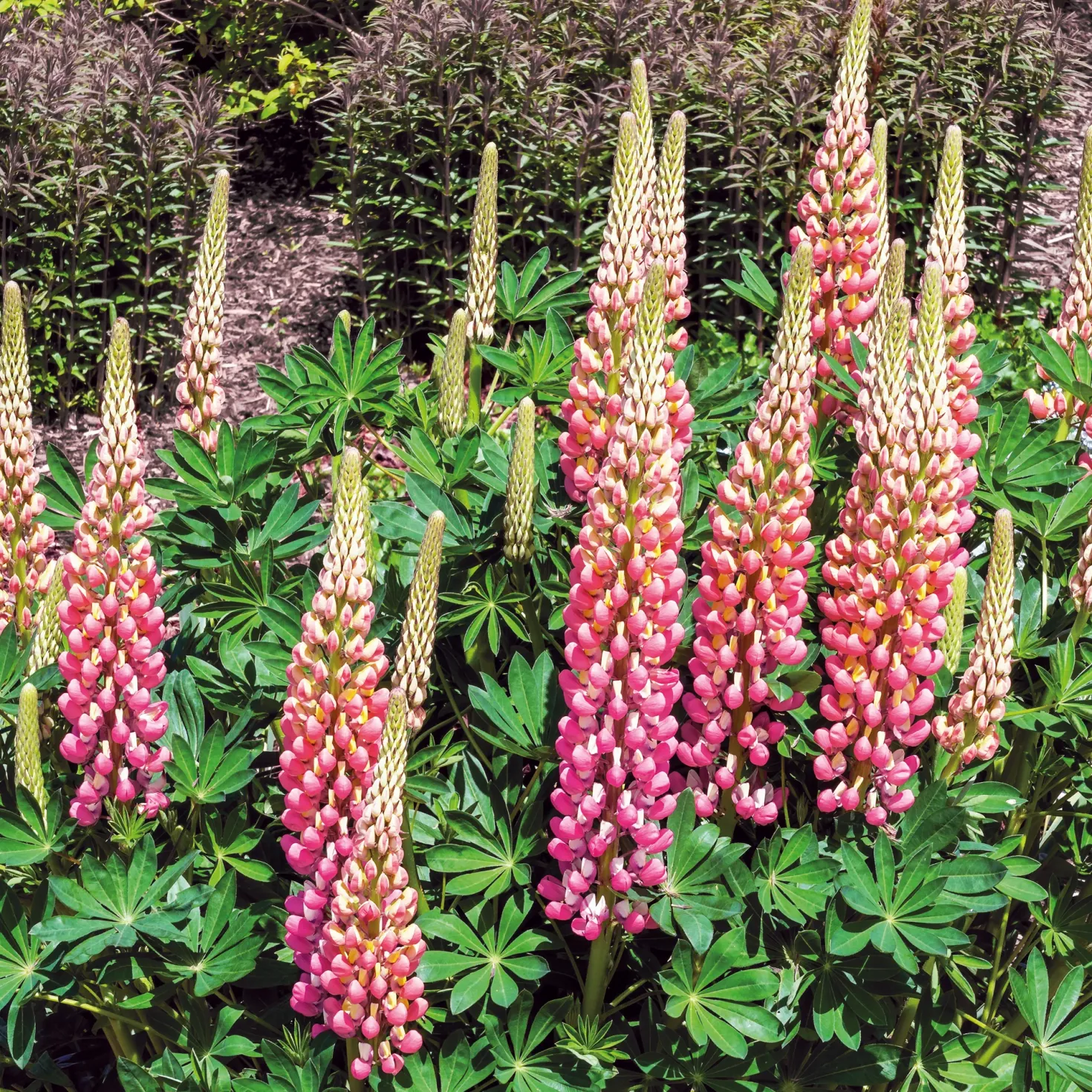 Lupine ‘The Chatelaine’ - Rosa-weiße Blütenkerzen