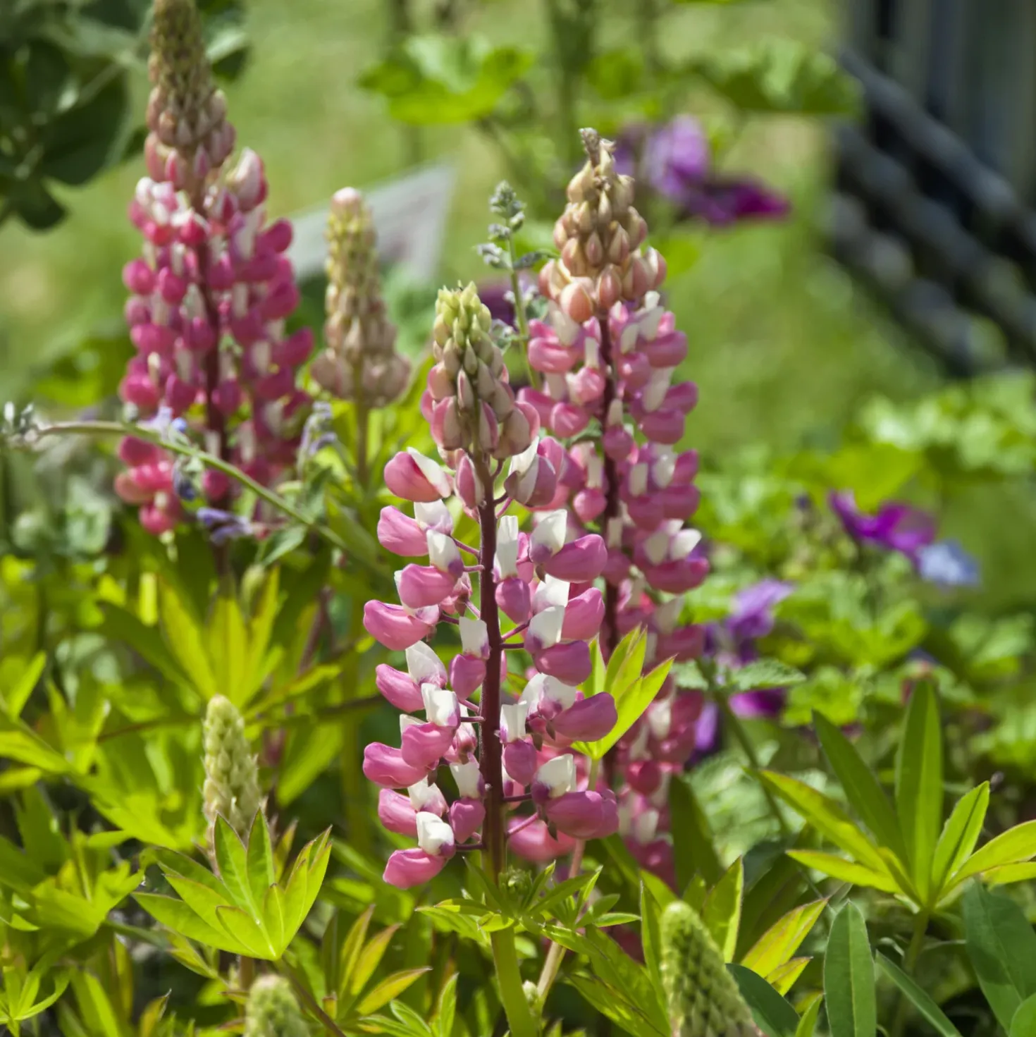 Lupine ‘The Chatelaine’ - Rosa-weiße Blütenkerzen