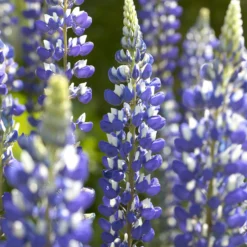 Lupine ‘The Governor’ - Blau-weiße Blüten im Beet