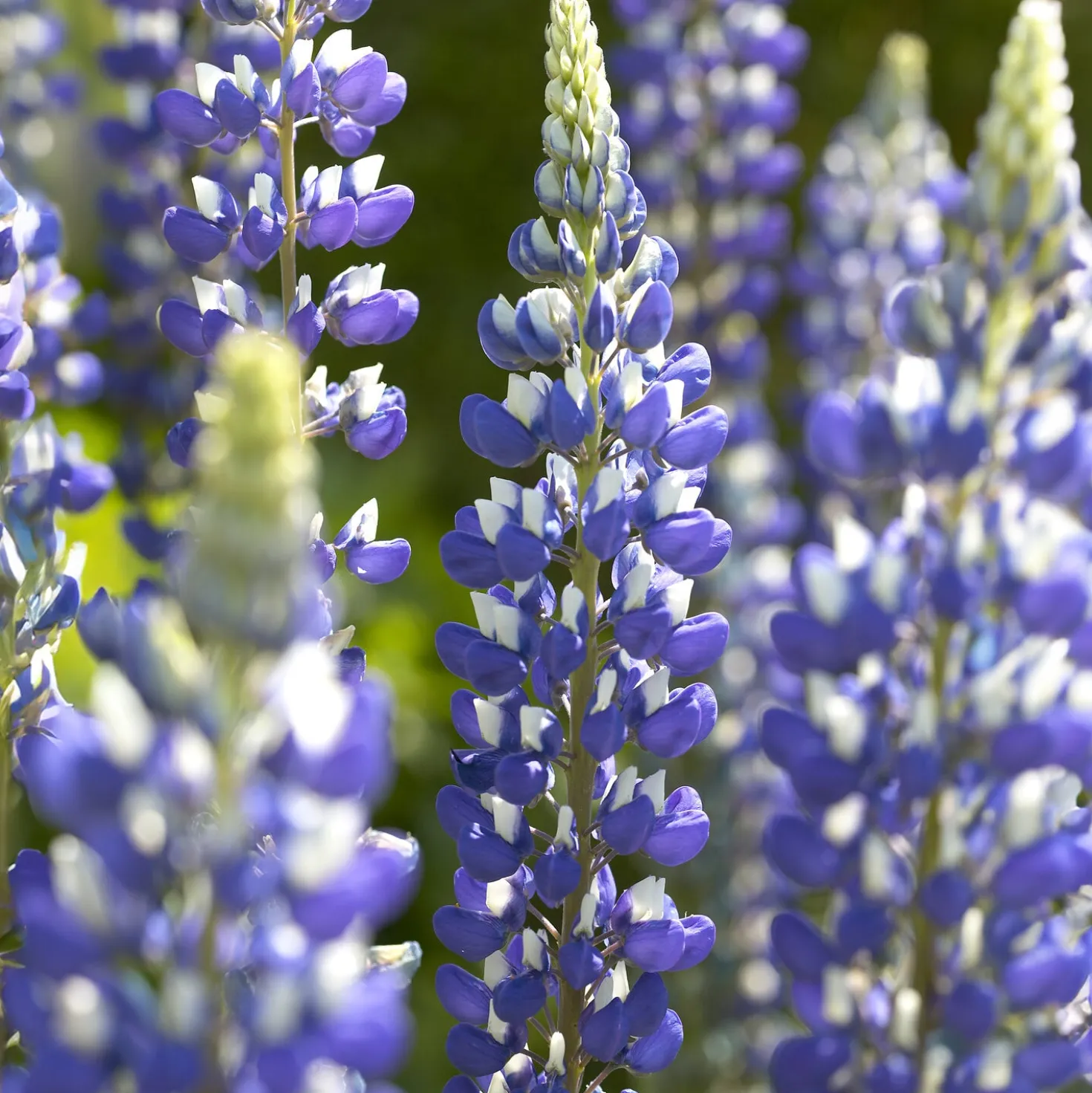 Lupine ‘The Governor’ - Blau-weiße Blüten im Beet