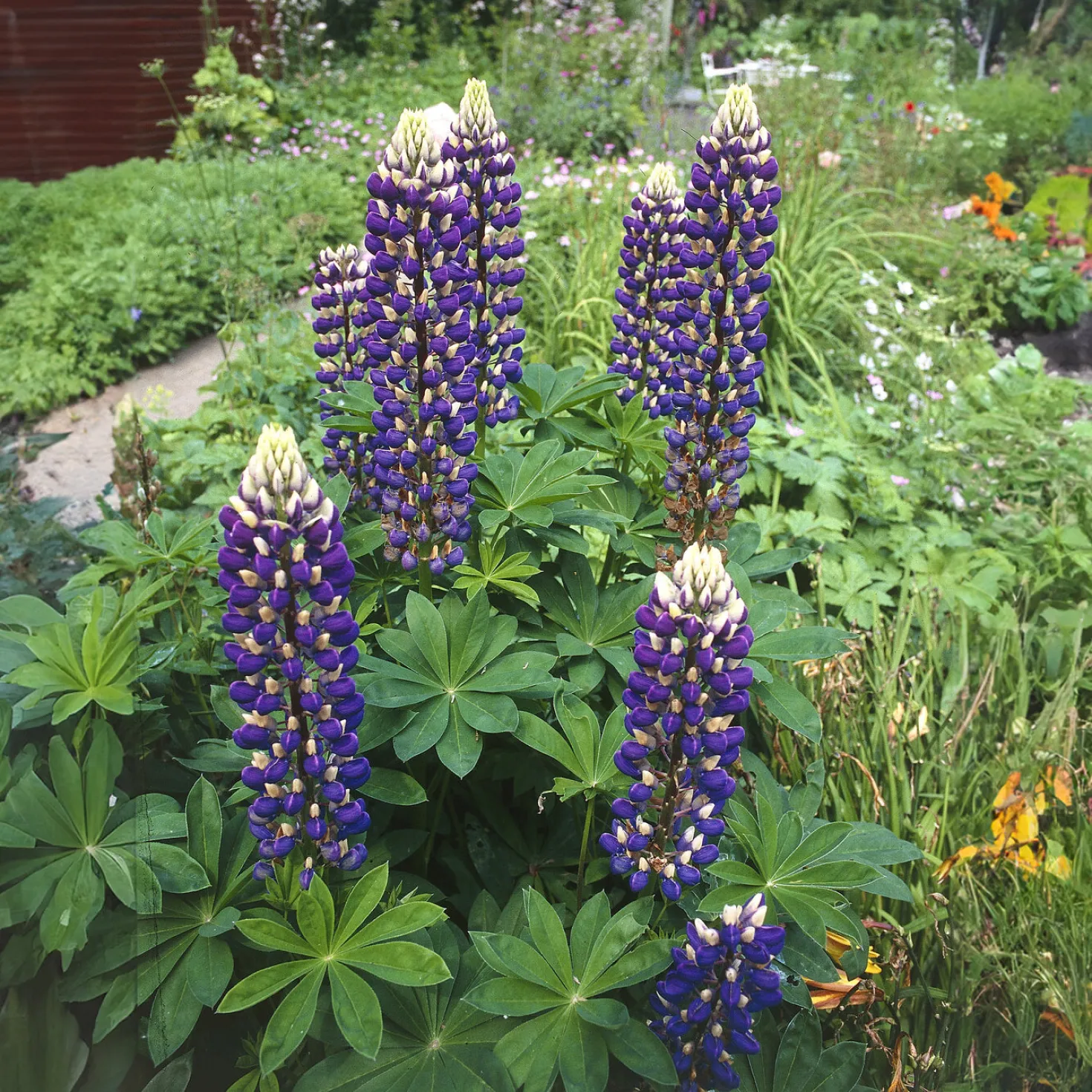 Lupine ‘The Governor’ - Blau-weiße Blüten im Beet