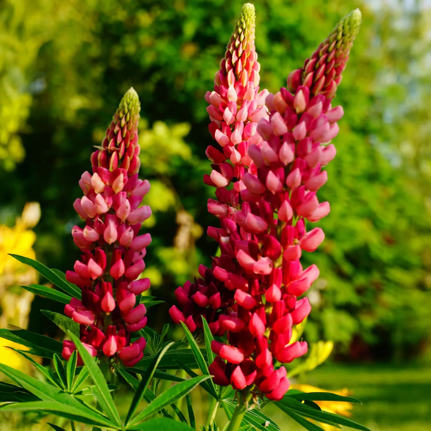 Lupine The Pages - Rote Blütenkerzen im Beet