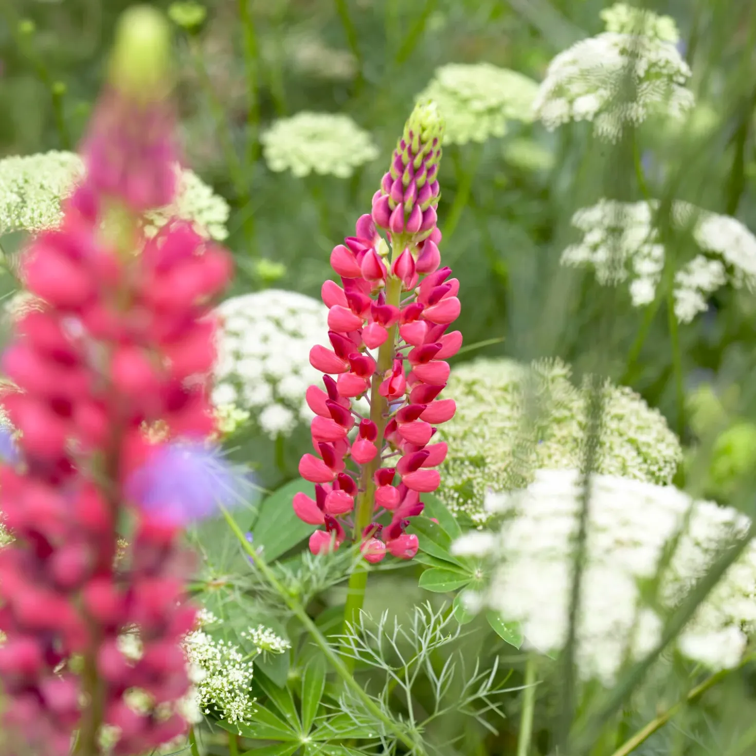 Lupine The Pages - Rote Blütenkerzen im Beet
