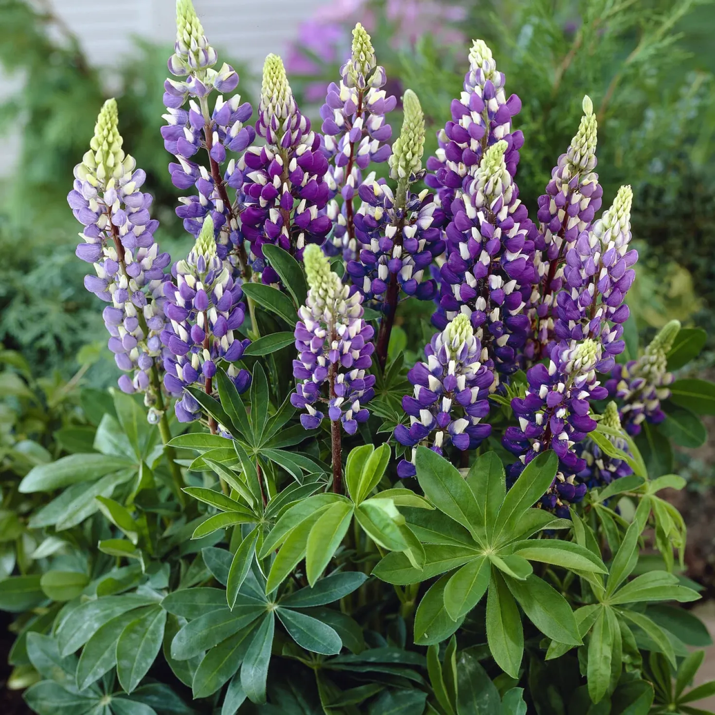 Lupin Gallery Blue - Blaue Blütenkerzen im Garten