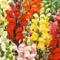 Löwenmaul 'Rainbow' Mischung halbhoch - Bunte Blüten den ganzen Sommer