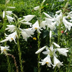 Madonnenlilien (x2) - Reinweiße Blüten voll Duft