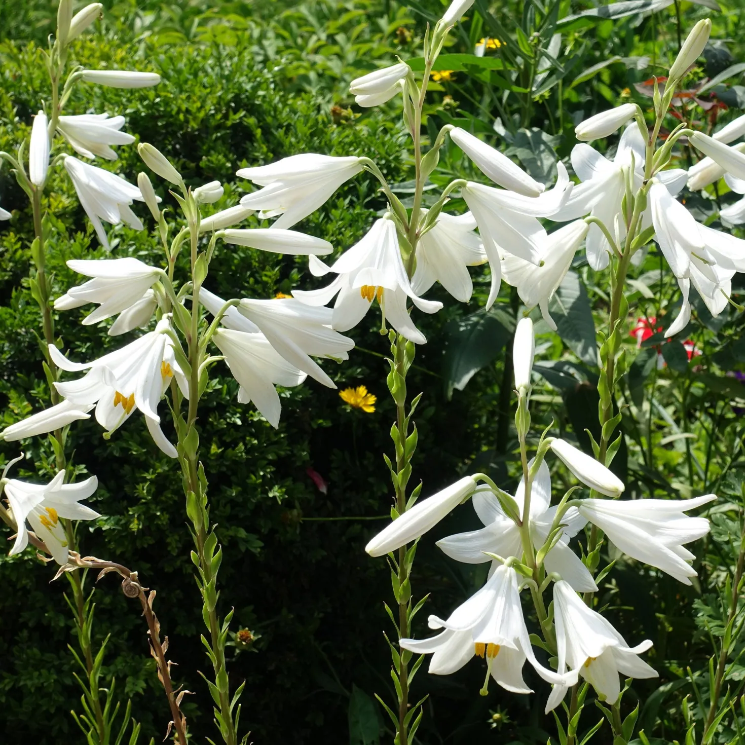 Madonnenlilien (x2) - Reinweiße Blüten voll Duft