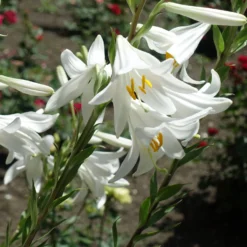 Madonnenlilien (x2) - Reinweiße Blüten voll Duft