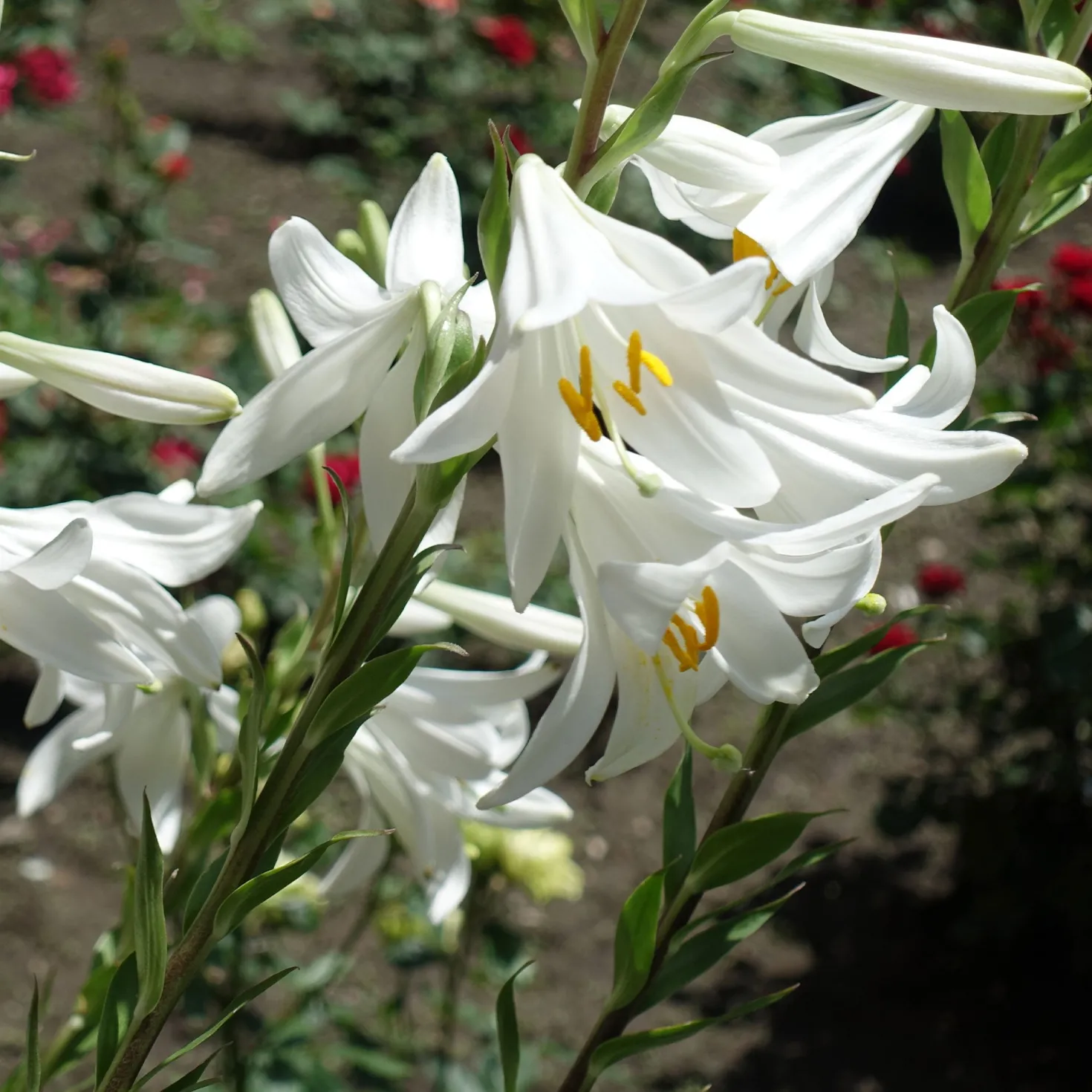 Madonnenlilien (x2) - Reinweiße Blüten voll Duft