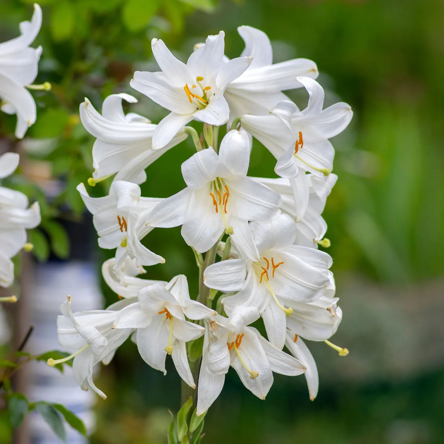 Madonnenlilien (x2) - Reinweiße Blüten voll Duft