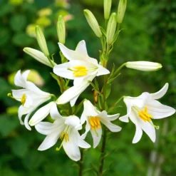 Madonnenlilien (x2) - Reinweiße Blüten voll Duft