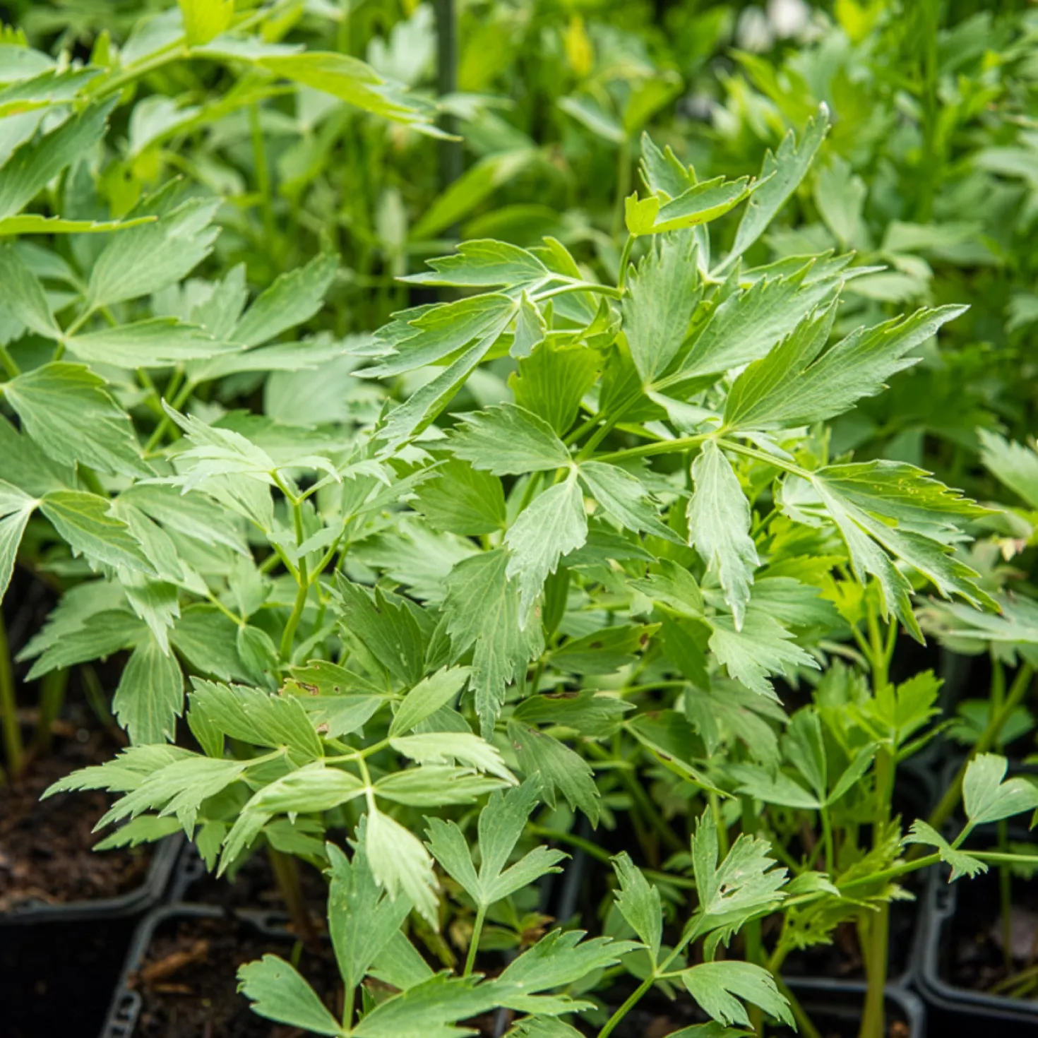 Maggikraut Bio - Suppenwürze frisch geerntet