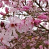 Magnolia Leonard Messel - Rosa Blütentraum im Frühling