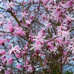 Magnolia Leonard Messel - Rosa Blütentraum im Frühling