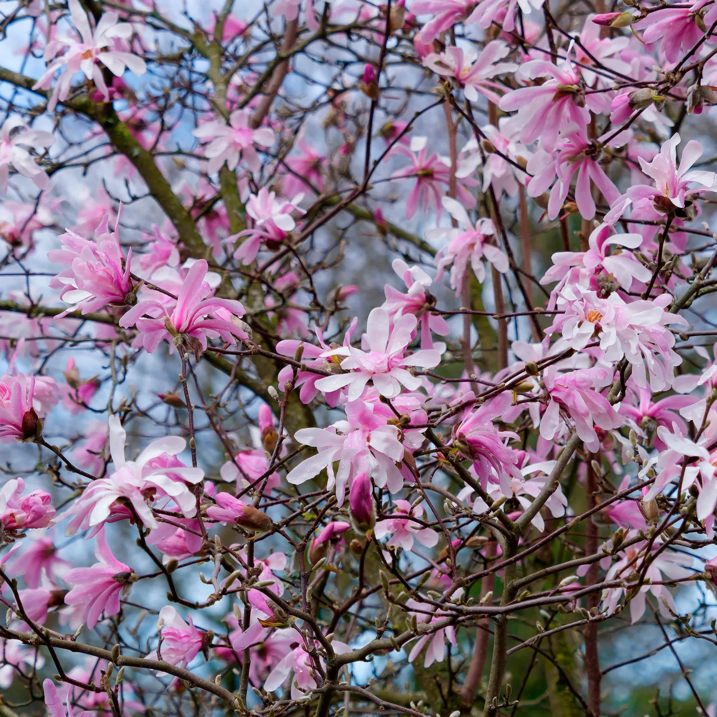 Magnolia Leonard Messel - Rosa Blütentraum im Frühling