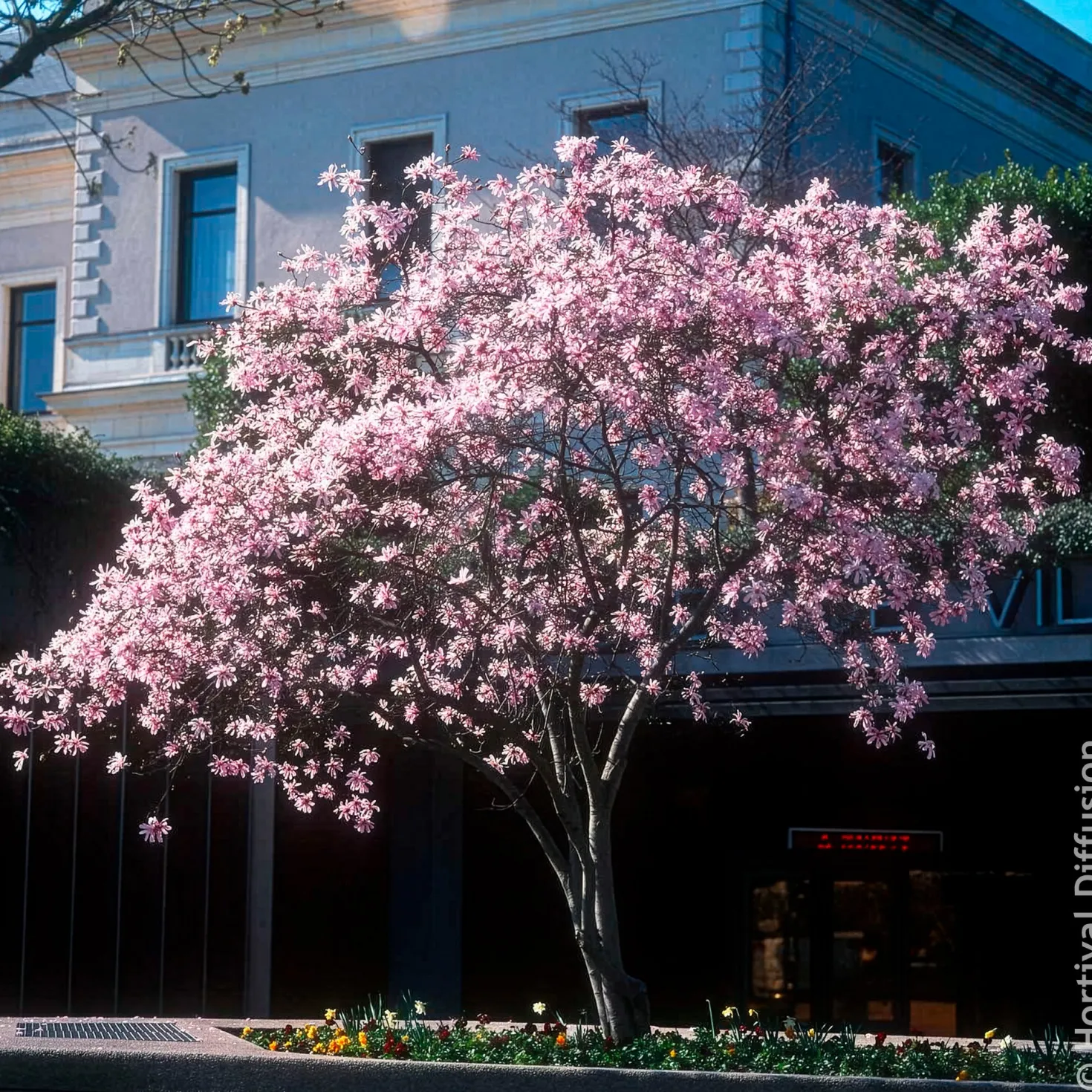 Magnolia Leonard Messel - Rosa Blütentraum im Frühling
