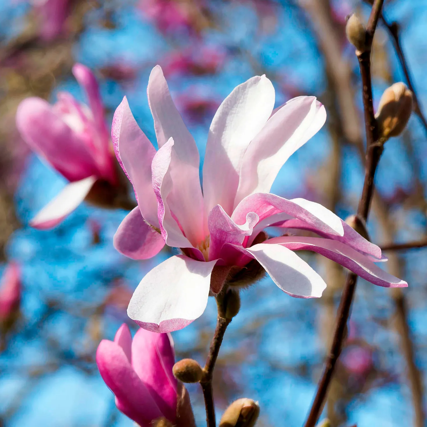 Magnolia Leonard Messel - Rosa Blütentraum im Frühling