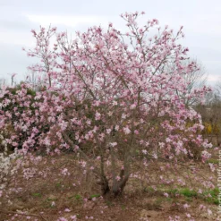 Magnolia Leonard Messel - Rosa Blütentraum im Frühling