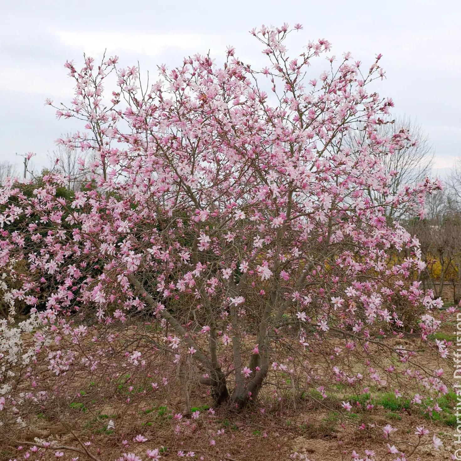 Magnolia Leonard Messel - Rosa Blütentraum im Frühling