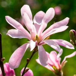 Magnolia Leonard Messel - Rosa Blütentraum im Frühling
