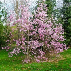 Magnolia Leonard Messel - Rosa Blütentraum im Frühling