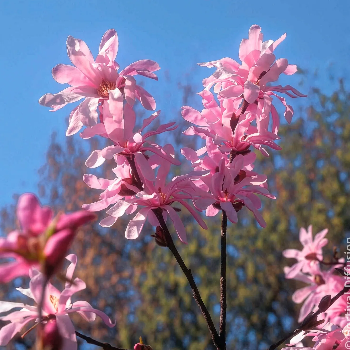 Magnolia Leonard Messel - Rosa Blütentraum im Frühling