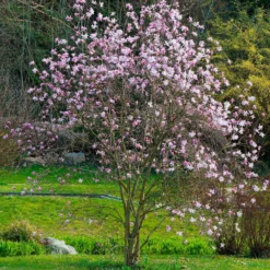 Magnolia Leonard Messel - Rosa Blütentraum im Frühling