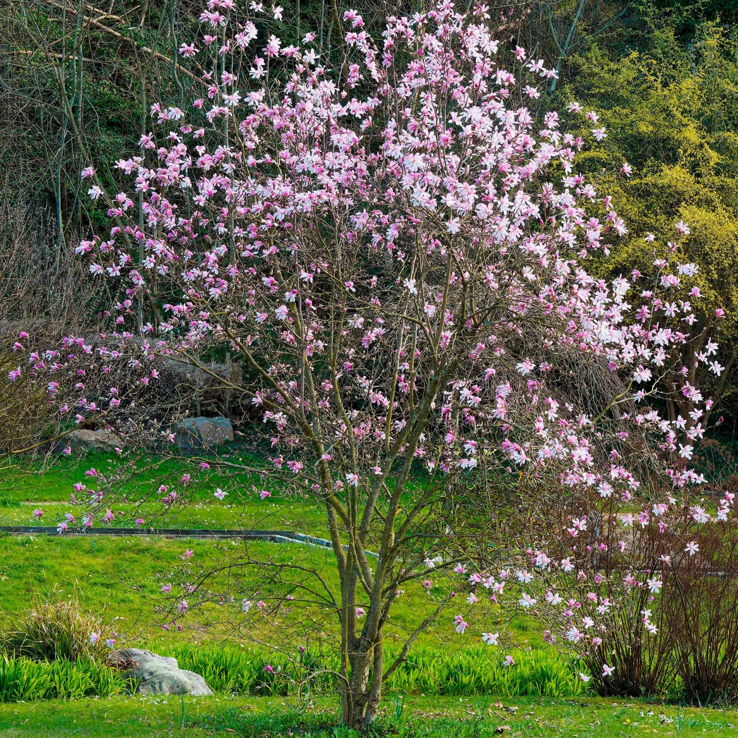 Magnolia Leonard Messel - Rosa Blütentraum im Frühling