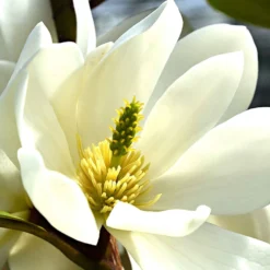 Magnolie 'Fairy White' - Immergrün und duftend