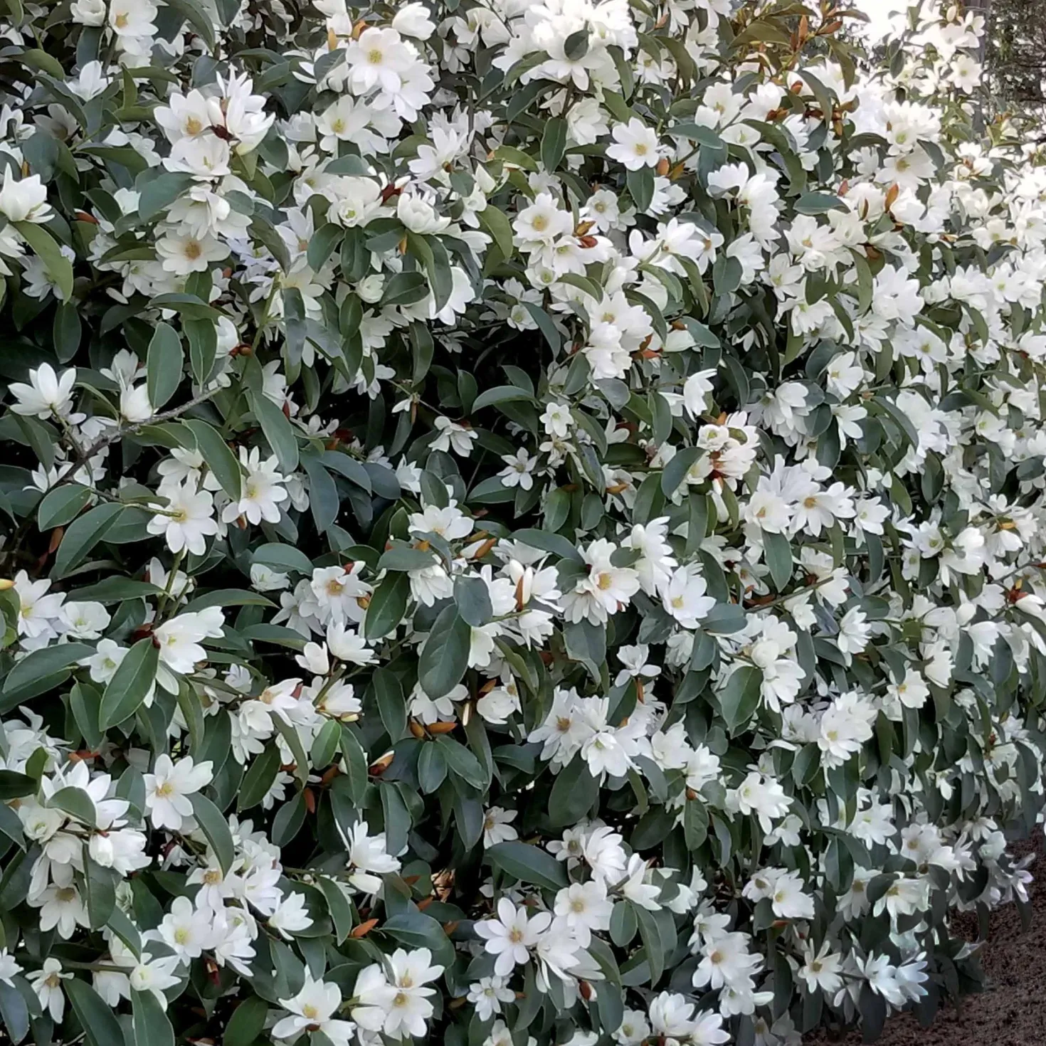 Magnolie 'Fairy White' - Immergrün und duftend