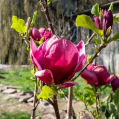 Magnolie Genie - Dunkelrote Blüten im Frühling