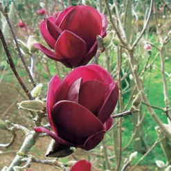 Magnolie Genie - Dunkelrote Blüten im Frühling