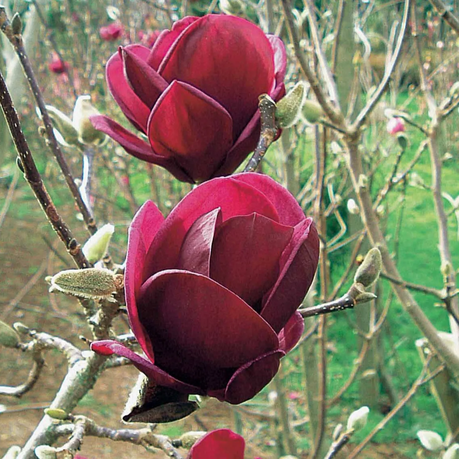 Magnolie Genie - Dunkelrote Blüten im Frühling