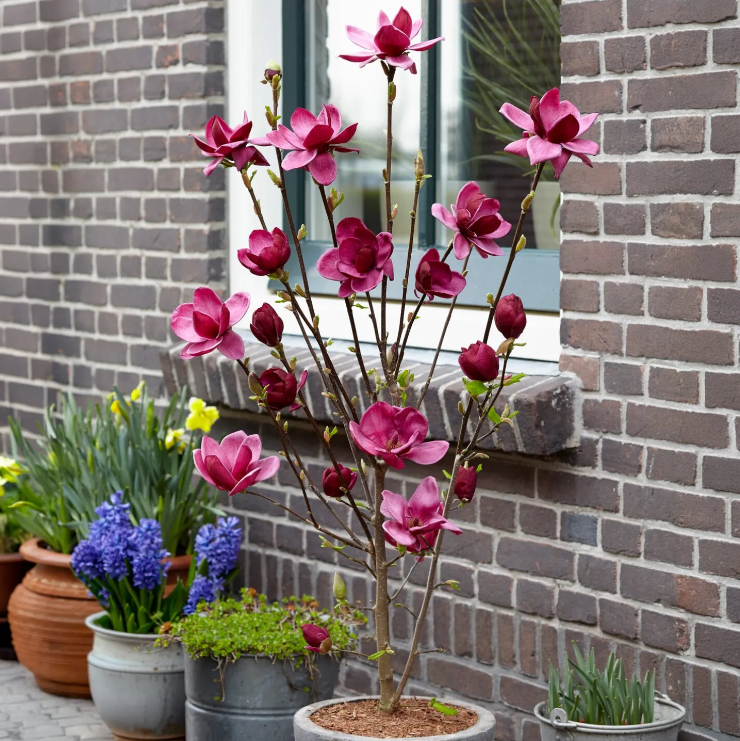 Magnolie Genie - Dunkelrote Blüten im Frühling