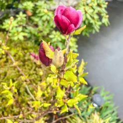 Magnolie Genie - Dunkelrote Blüten im Frühling