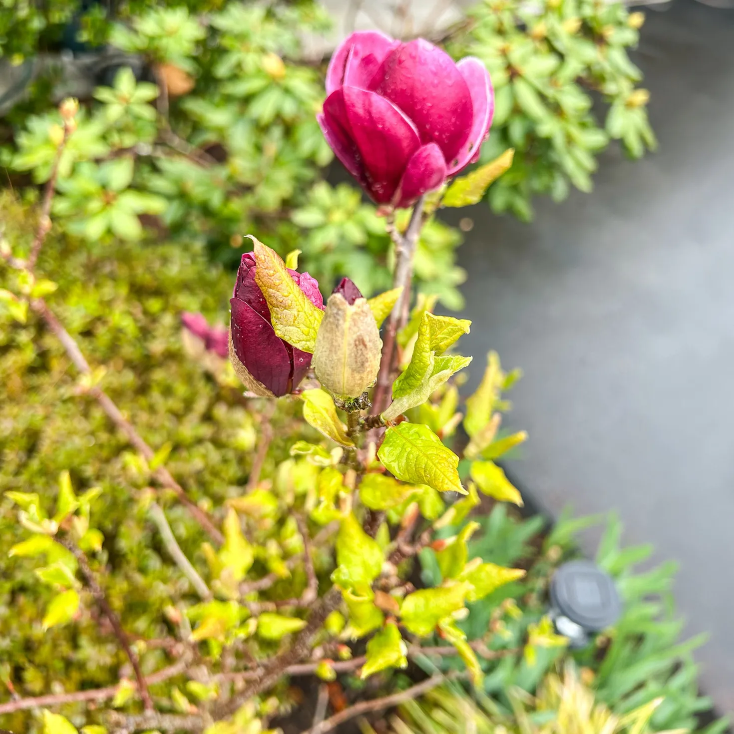 Magnolie Genie - Dunkelrote Blüten im Frühling
