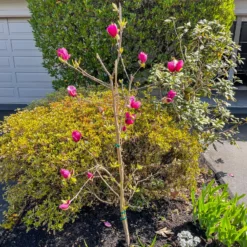 Magnolie Genie - Dunkelrote Blüten im Frühling