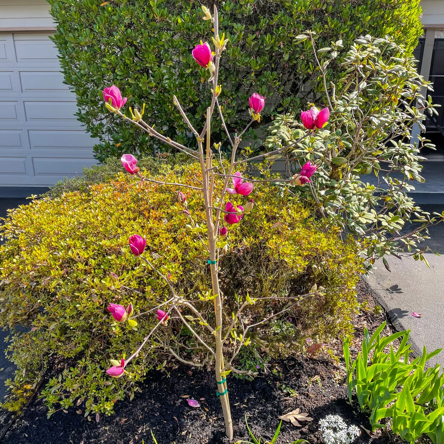 Magnolie Genie - Dunkelrote Blüten im Frühling