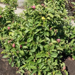 Magnolie Genie - Dunkelrote Blüten im Frühling
