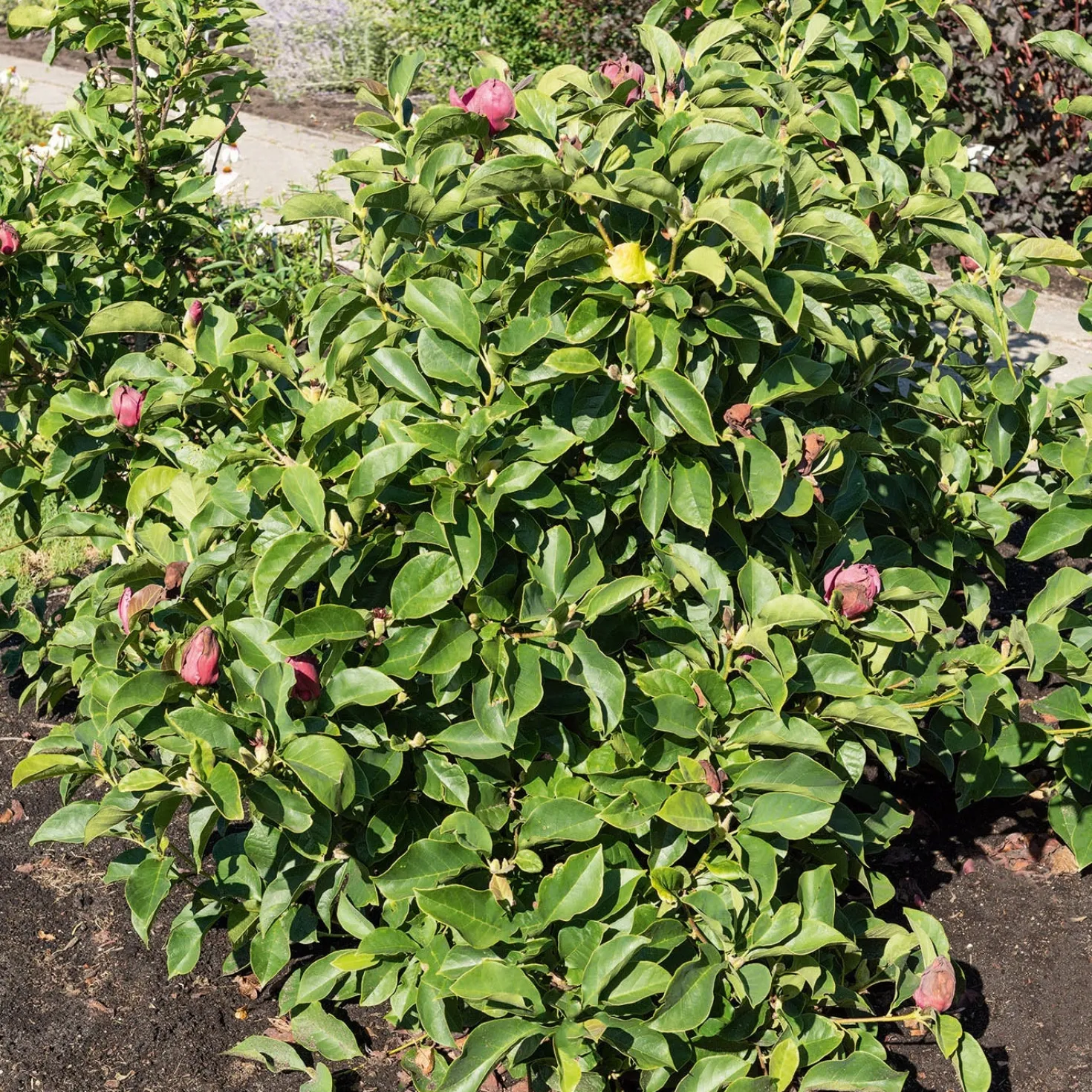 Magnolie Genie - Dunkelrote Blüten im Frühling