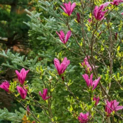 Magnolie ‘Susan’ - Späte Blüte, kein Frostrisiko