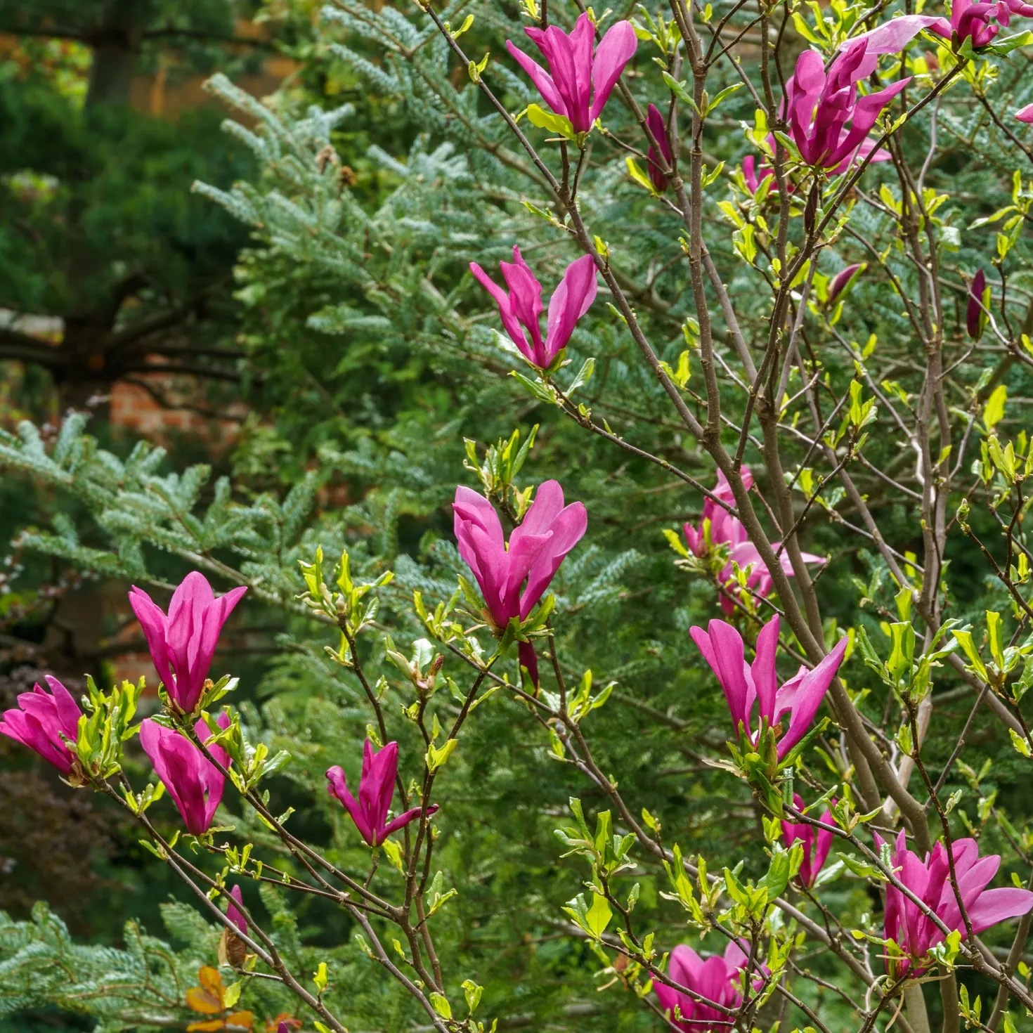Magnolie ‘Susan’ - Späte Blüte, kein Frostrisiko