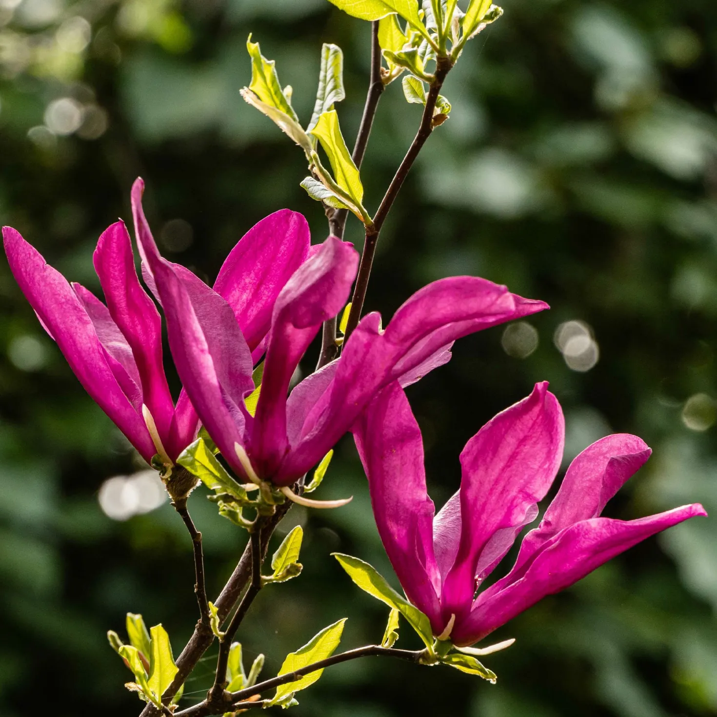 Magnolie ‘Susan’ - Späte Blüte, kein Frostrisiko